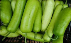 吃最苦的瓜,探寻最苦瓜果的独特魅力